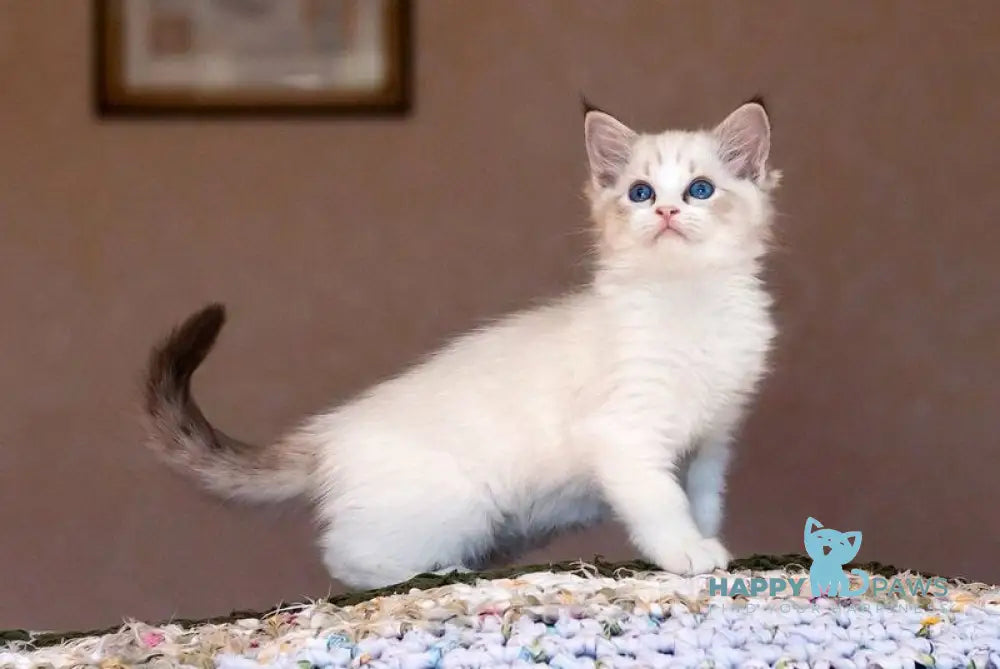 Zena Ragdoll male black tabby bicolour pointed live animals