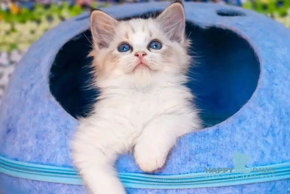 Zena Ragdoll male black tabby bicolour pointed live animals