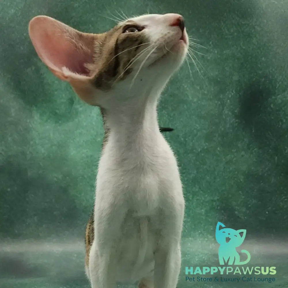 Zеndaya Oriental Shorthair female black tortie spotted tabby harlequin - live animals