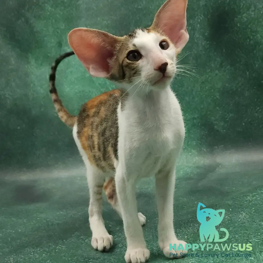 Zеndaya Oriental Shorthair female black tortie spotted tabby harlequin - live animals