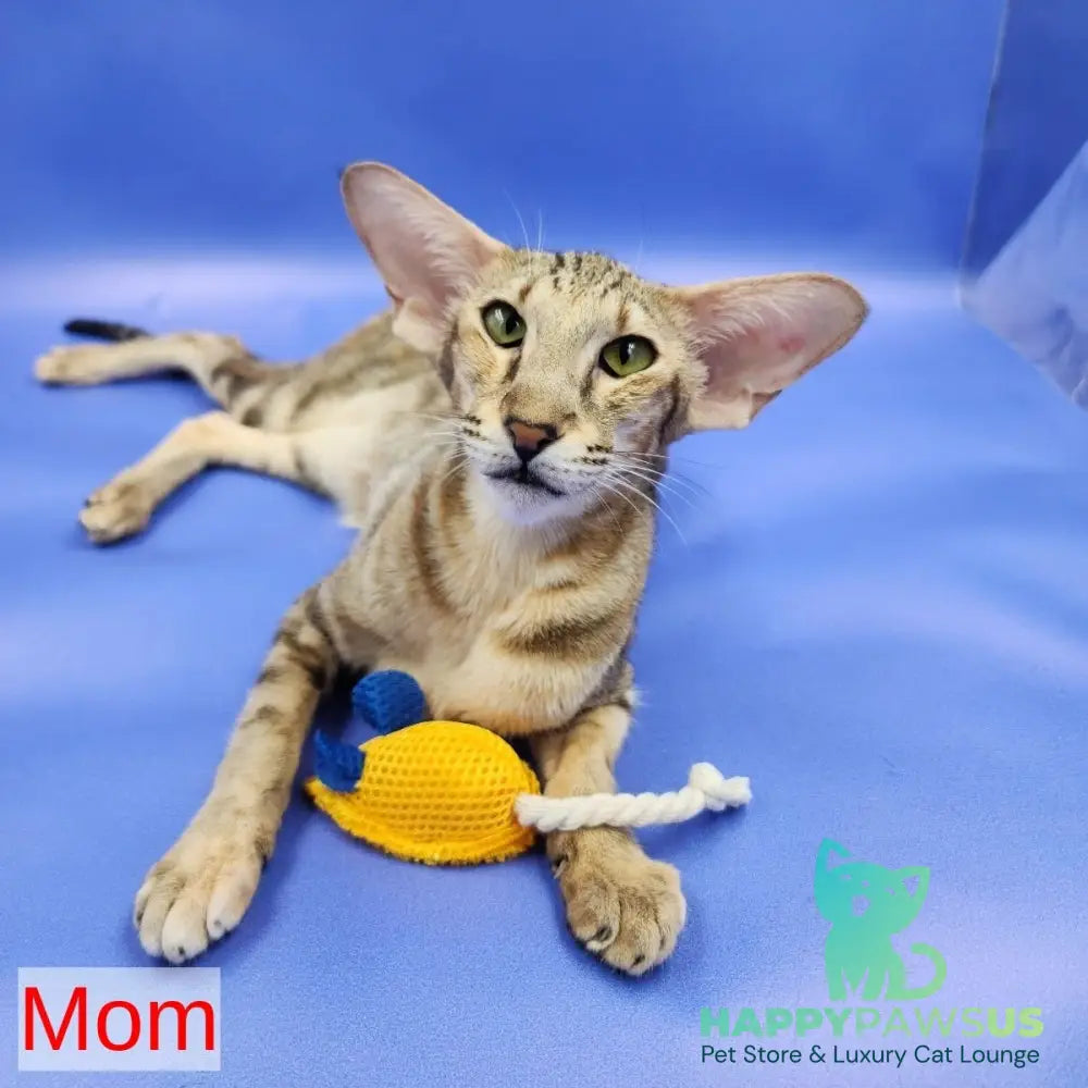 Zеndaya Oriental Shorthair female black tortie spotted tabby harlequin - live animals