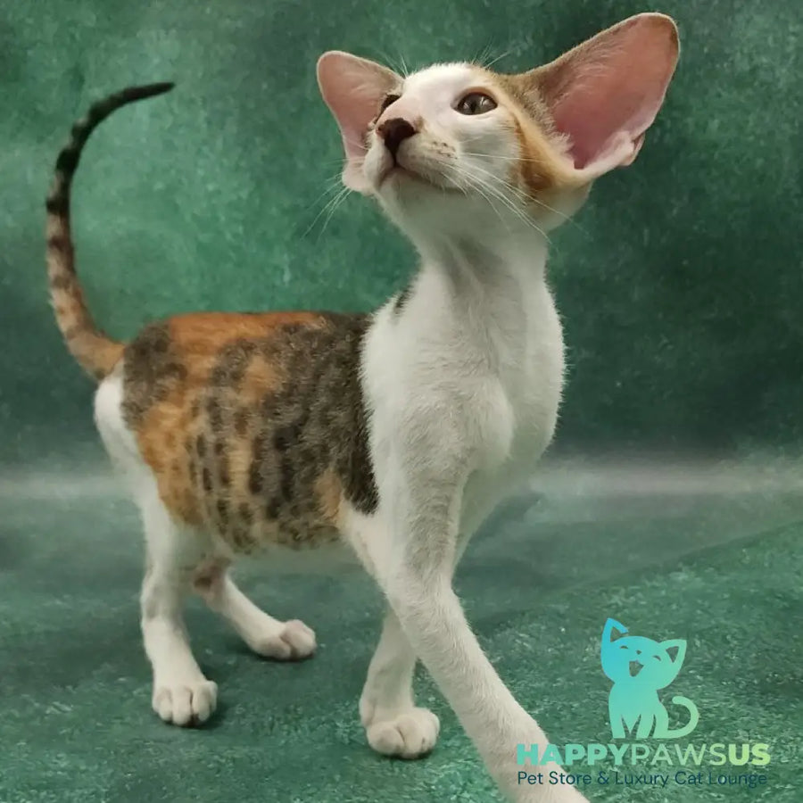 Zеndaya Oriental Shorthair female black tortie spotted tabby harlequin - live animals