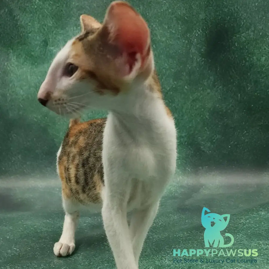 Zеndaya Oriental Shorthair female black tortie spotted tabby harlequin - live animals