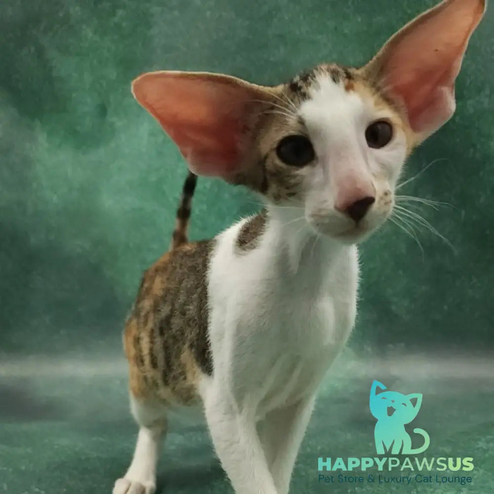 Zеndaya Oriental Shorthair female black tortie spotted tabby harlequin - live animals