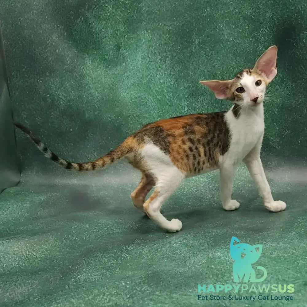 Zеndaya Oriental Shorthair female black tortie spotted tabby harlequin - live animals