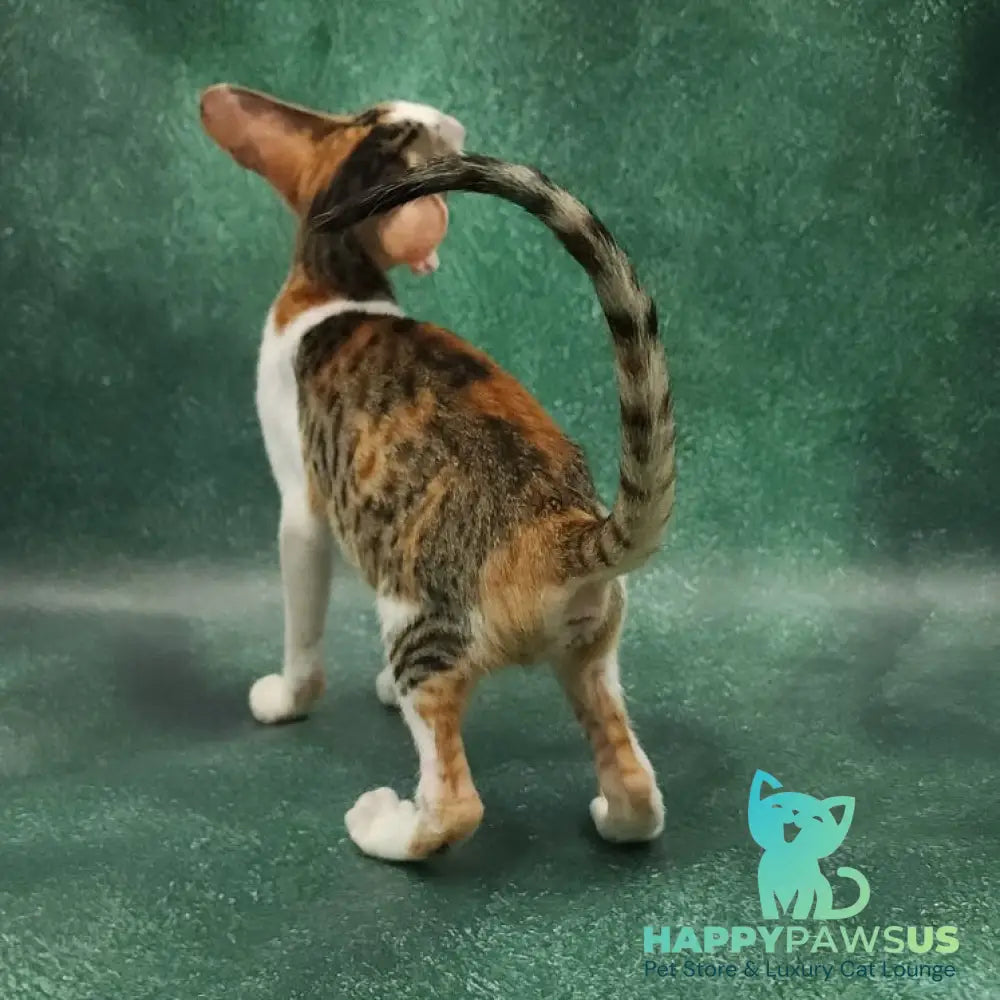 Zеndaya Oriental Shorthair female black tortie spotted tabby harlequin - live animals