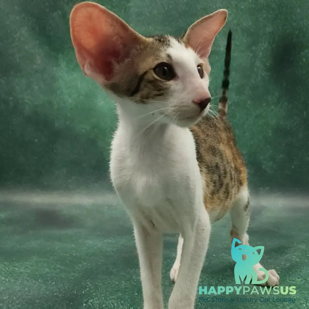 Zеndaya Oriental Shorthair female black tortie spotted tabby harlequin - live animals