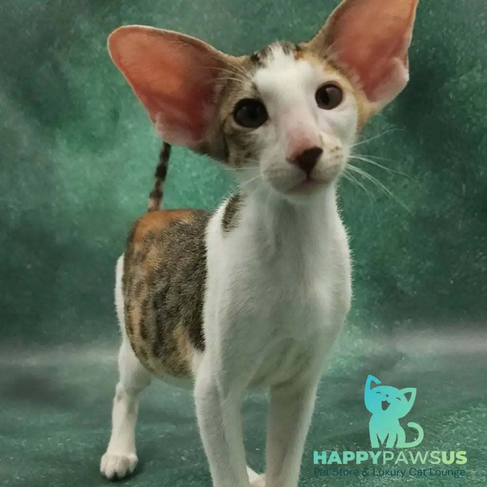 Zеndaya Oriental Shorthair female black tortie spotted tabby harlequin - live animals