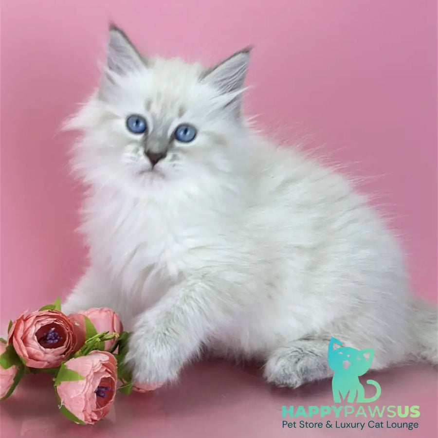 Zenia Siberian female blue tabby pointed - live animals