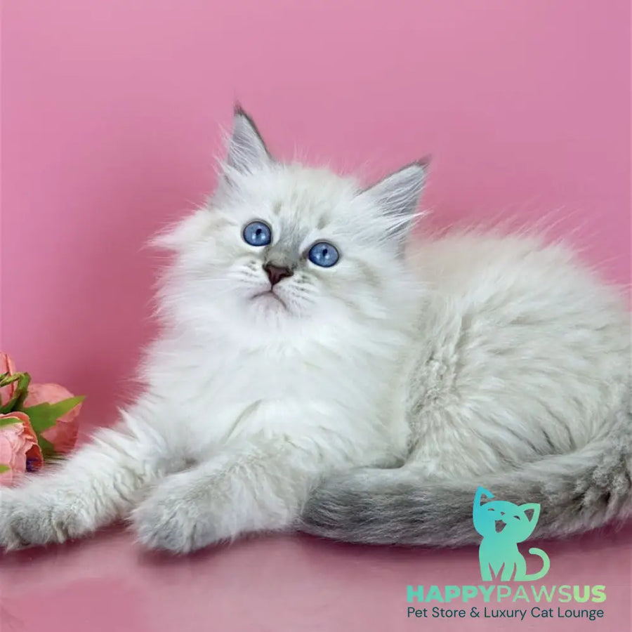 Zenia Siberian female blue tabby pointed - live animals