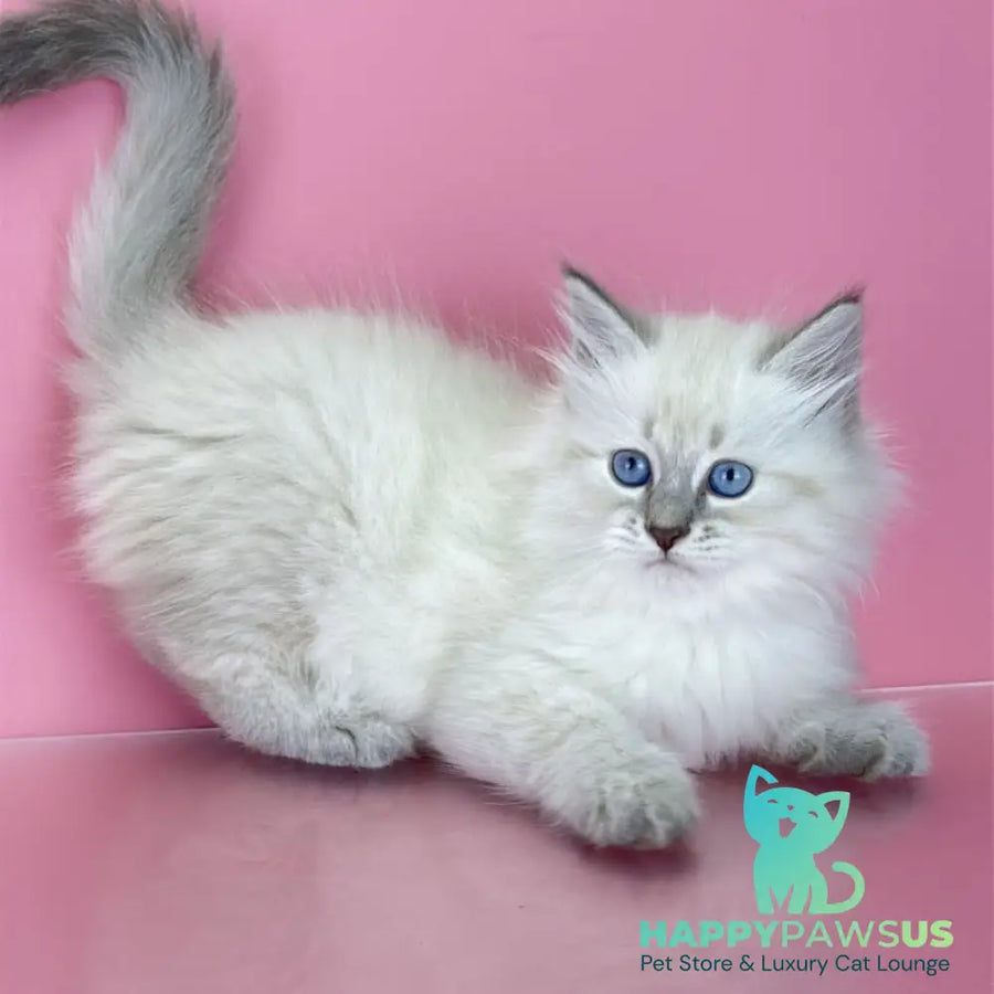 Zenia Siberian female blue tabby pointed - live animals