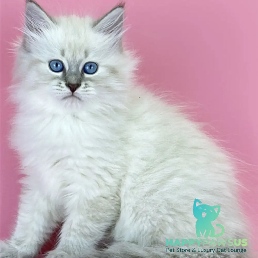 Zenia Siberian female blue tabby pointed - live animals