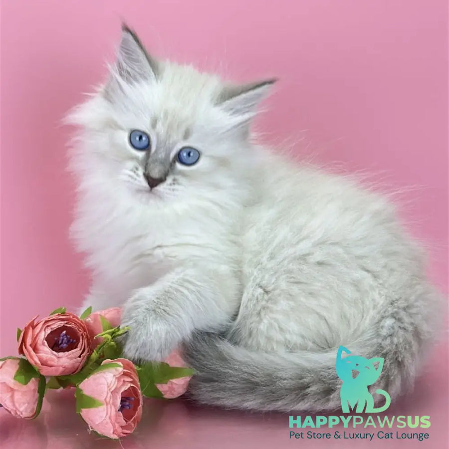 Zenia Siberian female blue tabby pointed - live animals