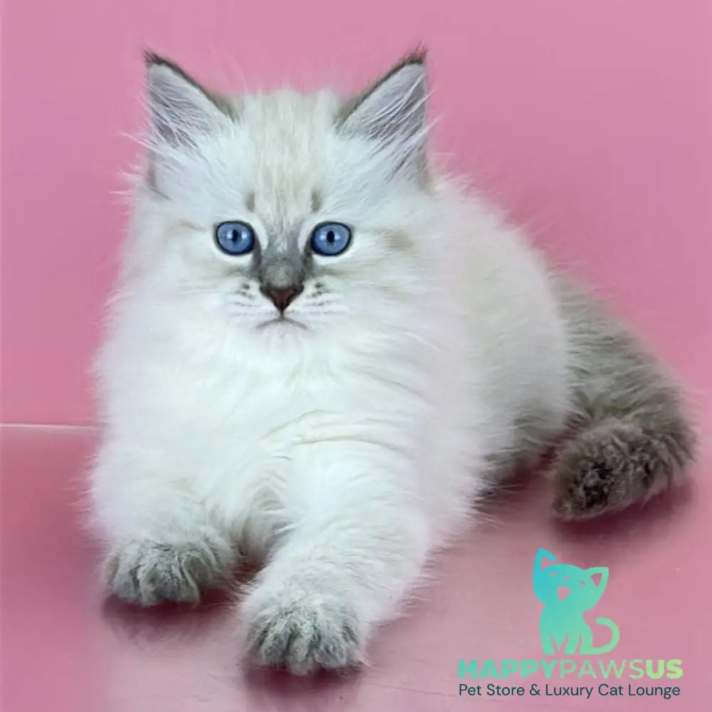 Zenia Siberian female blue tabby pointed - live animals