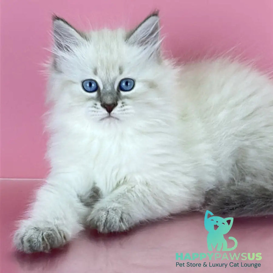 Zenia Siberian female blue tabby pointed - live animals