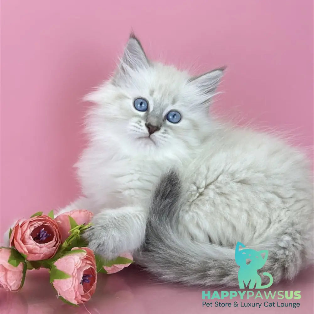 Zenia Siberian female blue tabby pointed - live animals