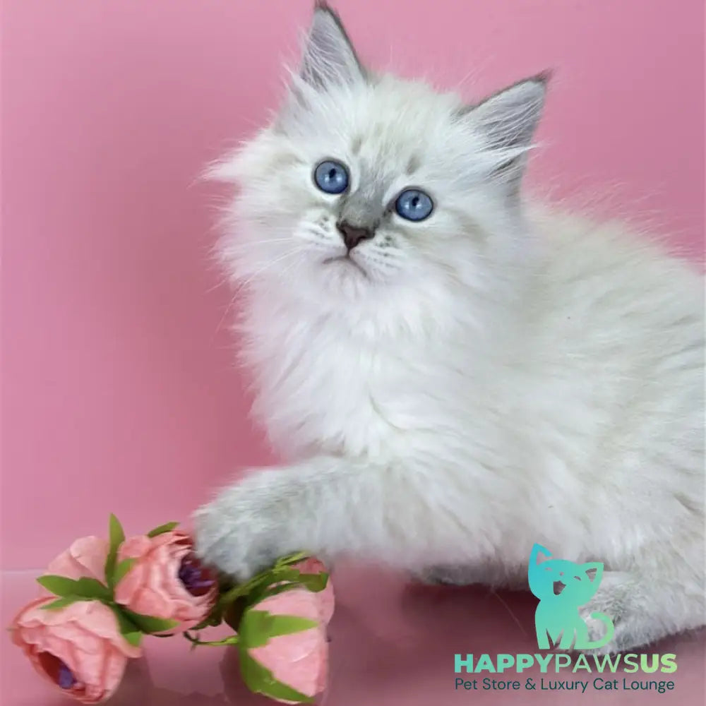 Zenia Siberian female blue tabby pointed - live animals