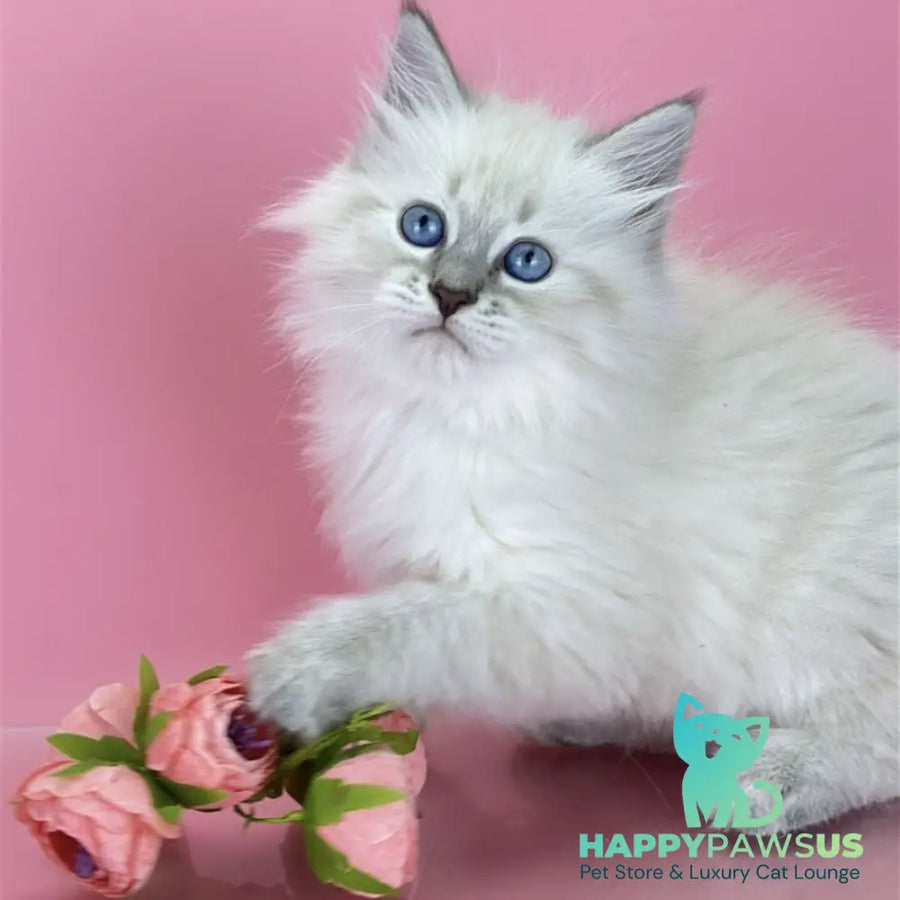 Zenia Siberian female blue tabby pointed - live animals