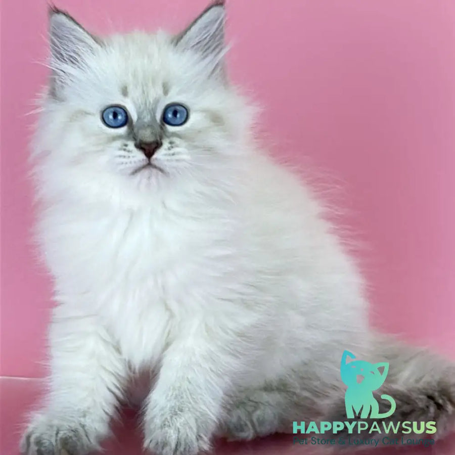 Zenia Siberian female blue tabby pointed - live animals