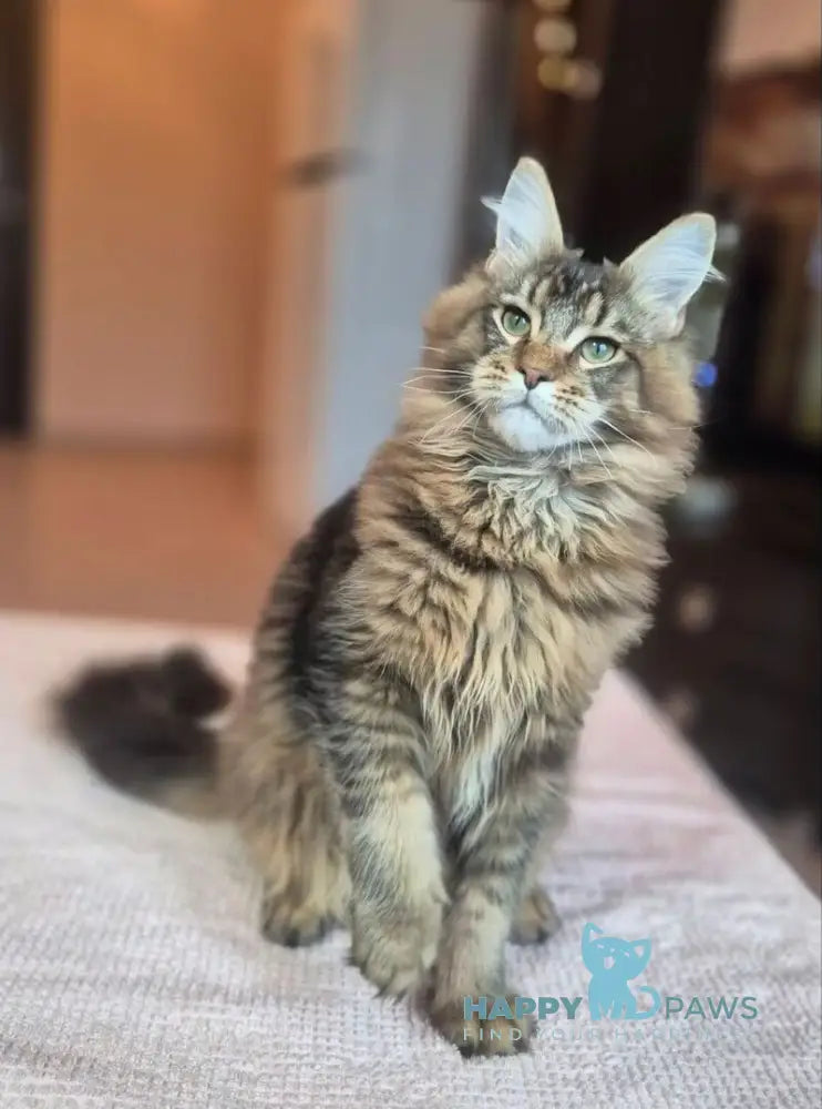 Zenit Maine Coon male black tabby live animals