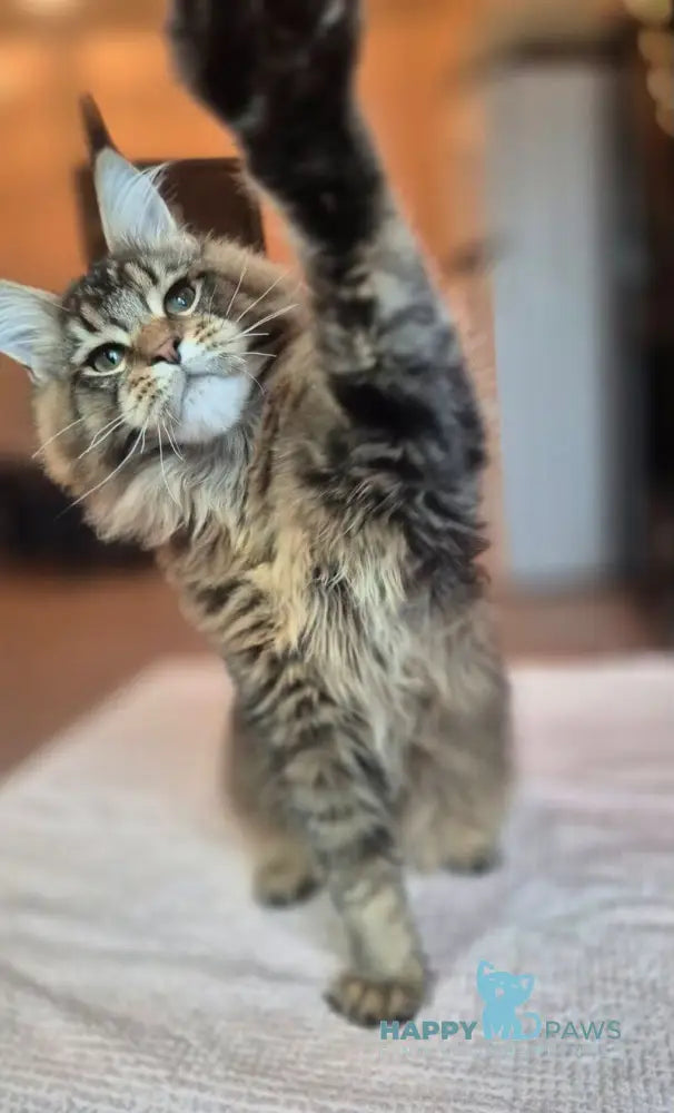 Zenit Maine Coon male black tabby live animals