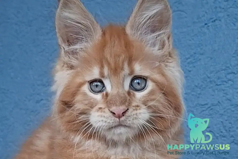 Garfield Maine Coon male red live animals
