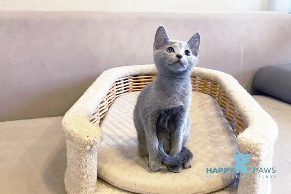 Zenit Russian Blue male blue live animals