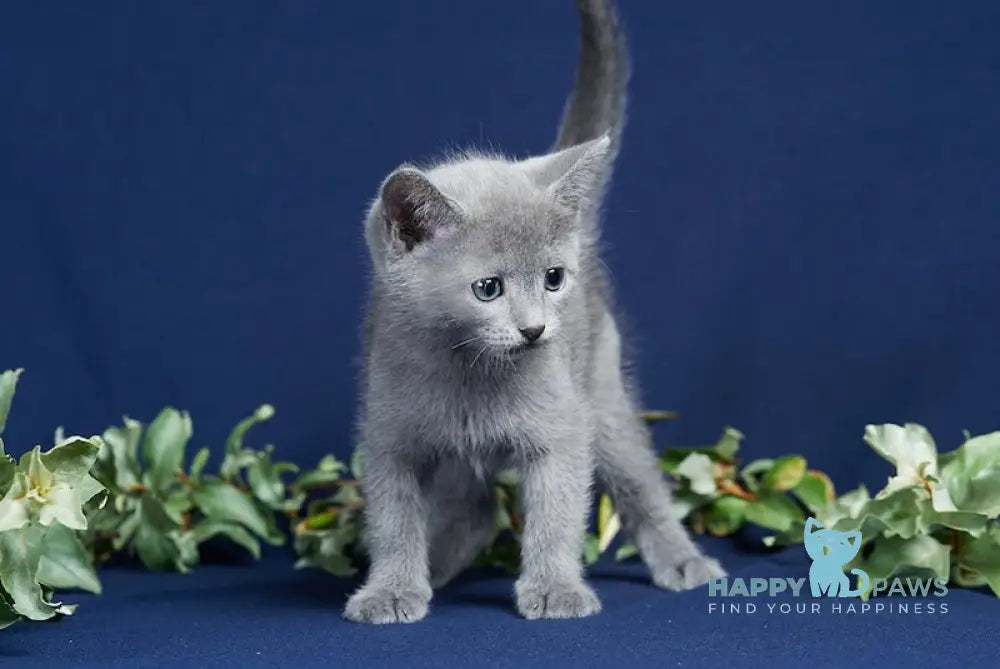 Zenit Russian Blue male blue live animals