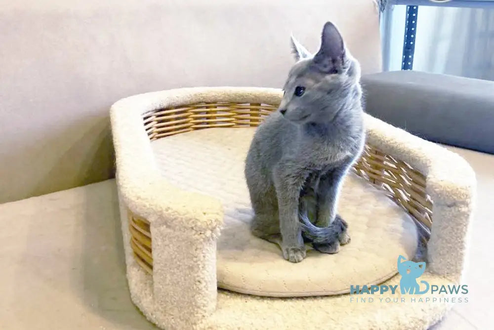 Zenit Russian Blue male blue live animals