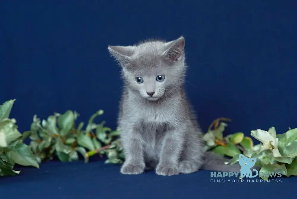 Zenit Russian Blue male blue live animals