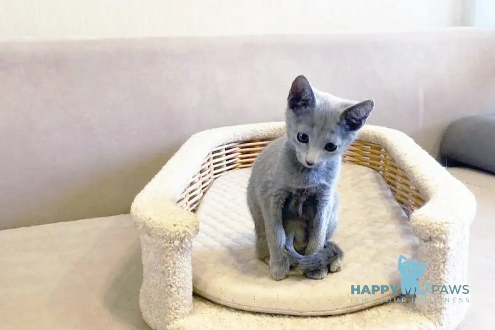 Zenit Russian Blue male blue live animals
