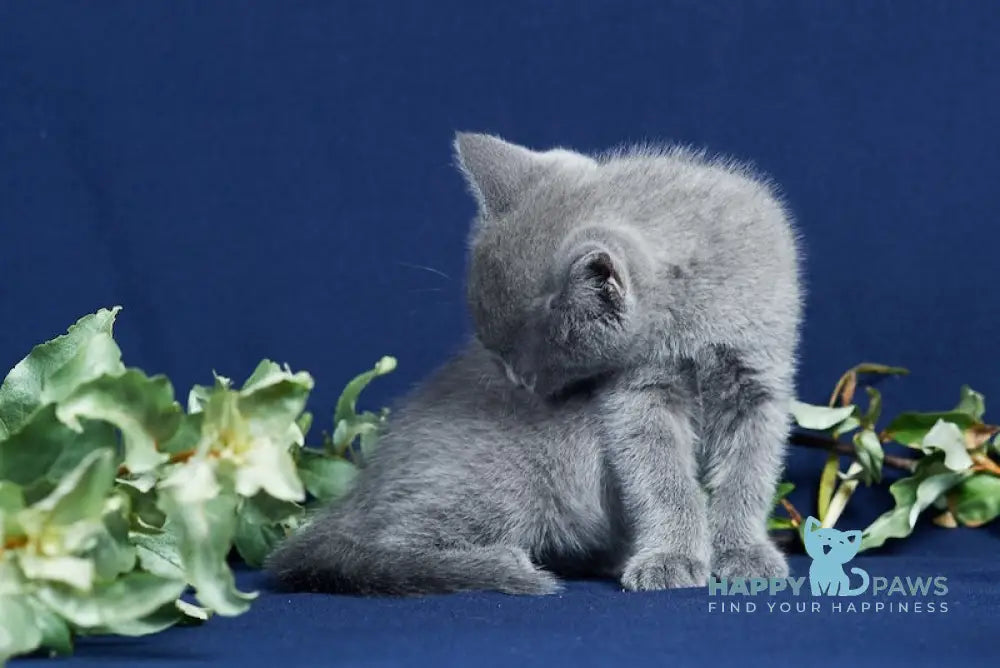 Zenit Russian Blue male blue live animals