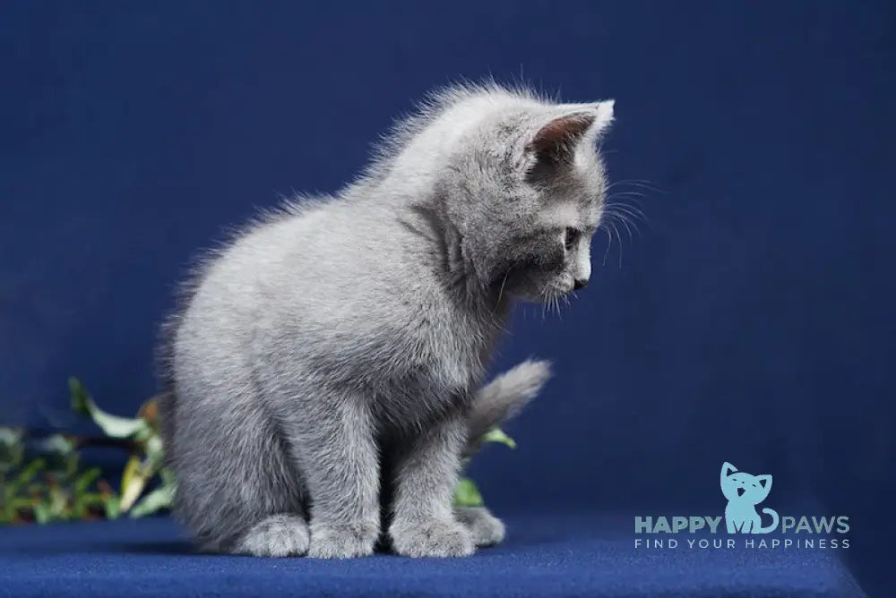 Zenit Russian Blue male blue live animals