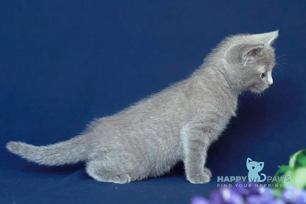 Zenit Russian Blue male blue live animals