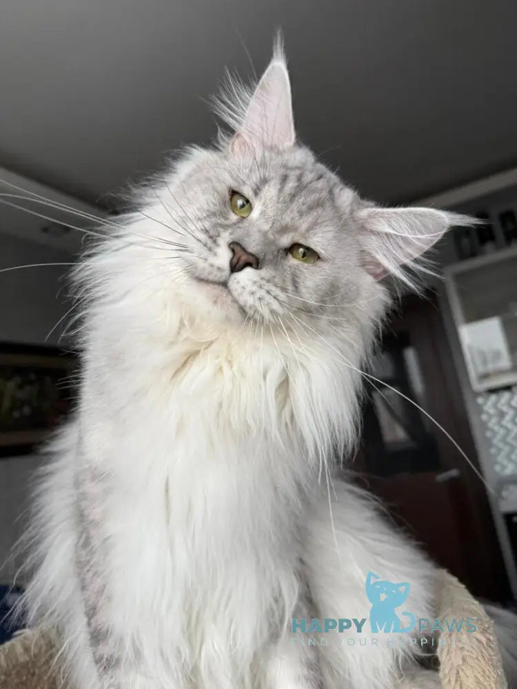 Zenith Maine Coon male black silver tabby live animals