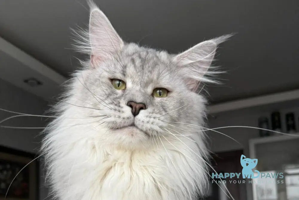 Zenith Maine Coon male black silver tabby live animals