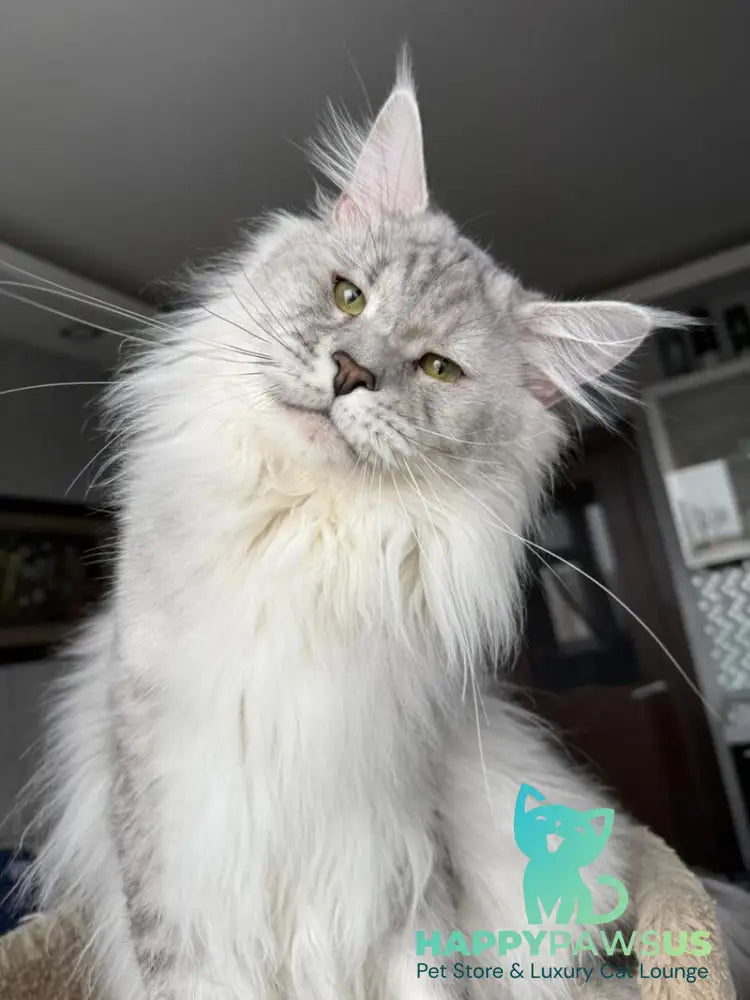 Zenith Maine Coon male black silver tabby live animals