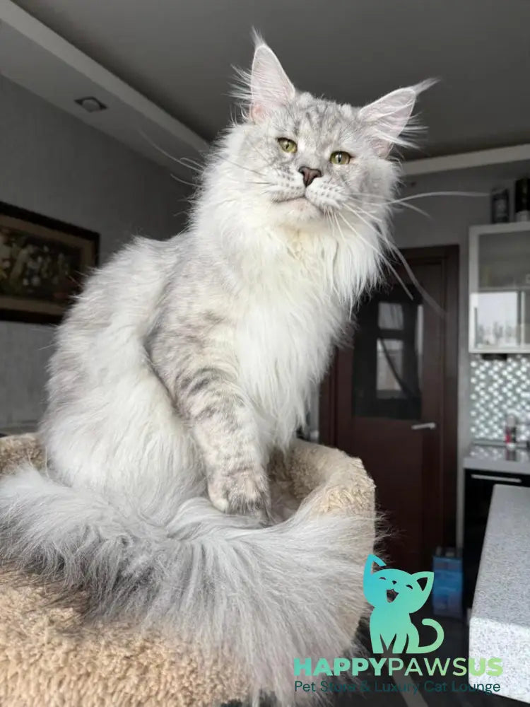 Zenith Maine Coon male black silver tabby live animals