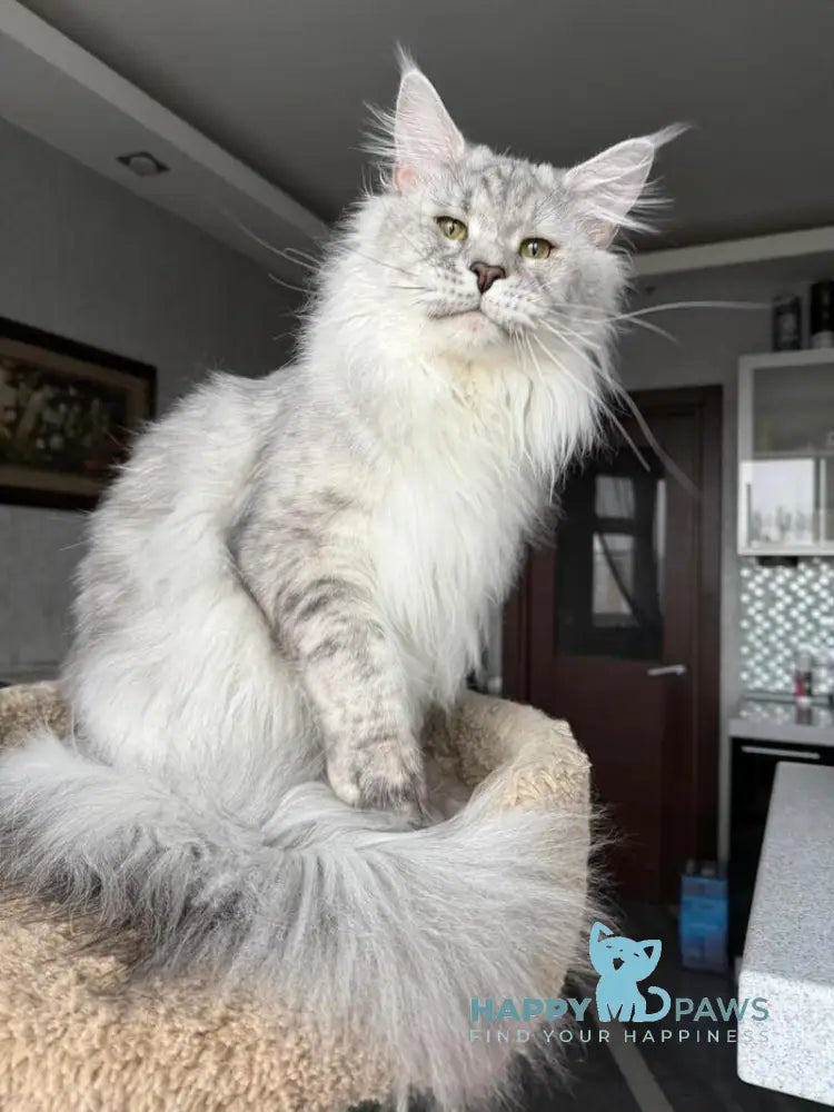 Zenith Maine Coon male black silver tabby live animals