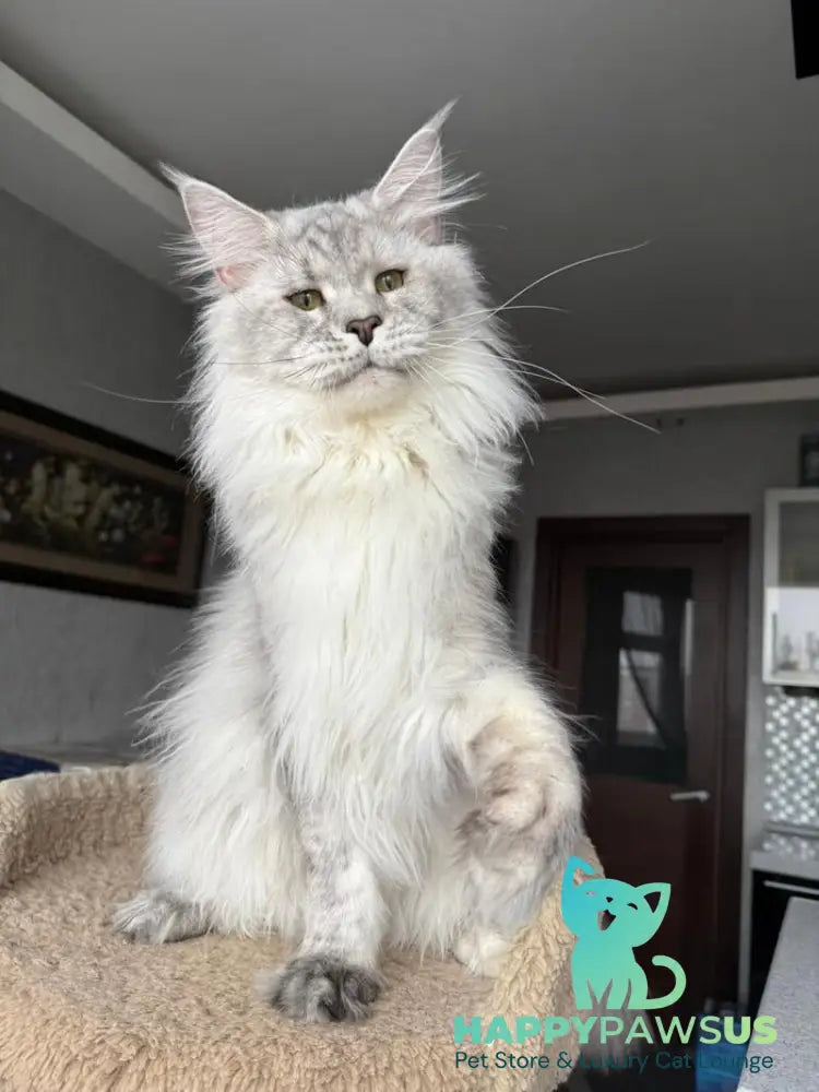 Zenith Maine Coon male black silver tabby live animals