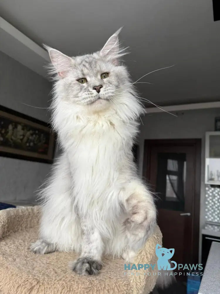 Zenith Maine Coon male black silver tabby live animals