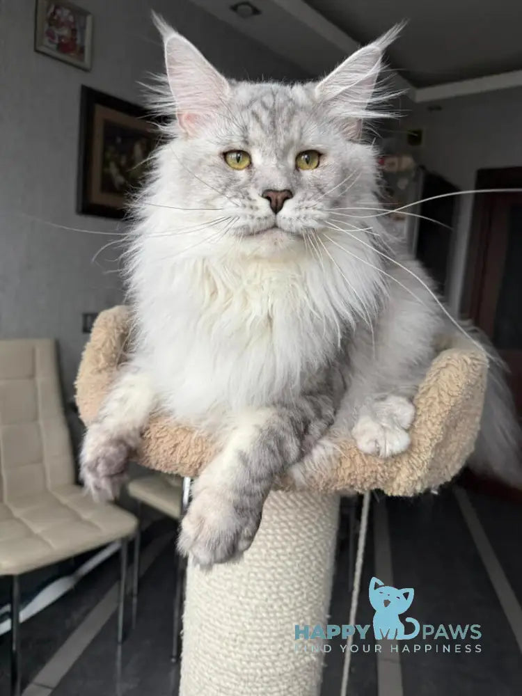 Zenith Maine Coon male black silver tabby live animals