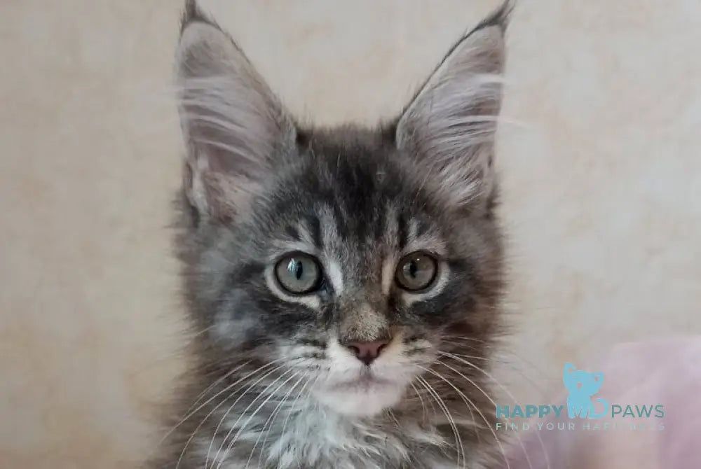Zenith Maine Coon male blue silver tabby live animals