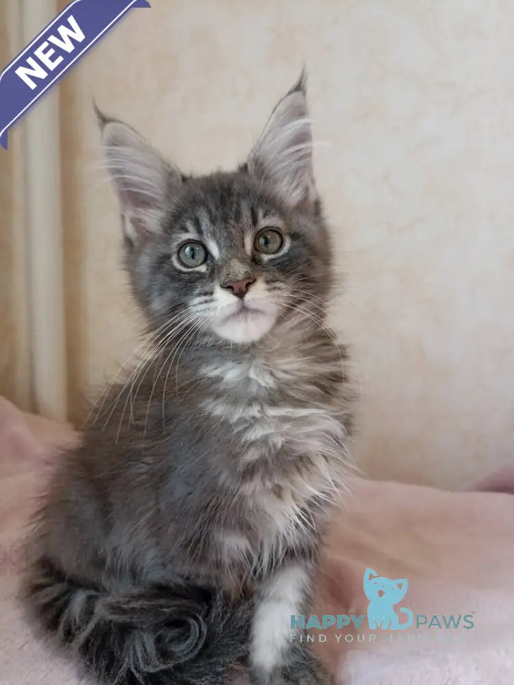 Zenith Maine Coon male blue silver tabby live animals
