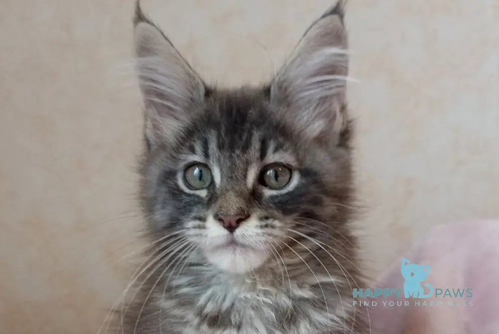 Zenith Maine Coon male blue silver tabby live animals