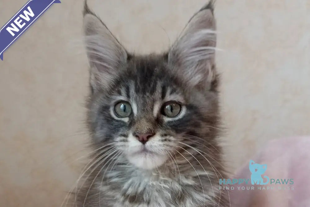 Zenith Maine Coon male blue silver tabby live animals