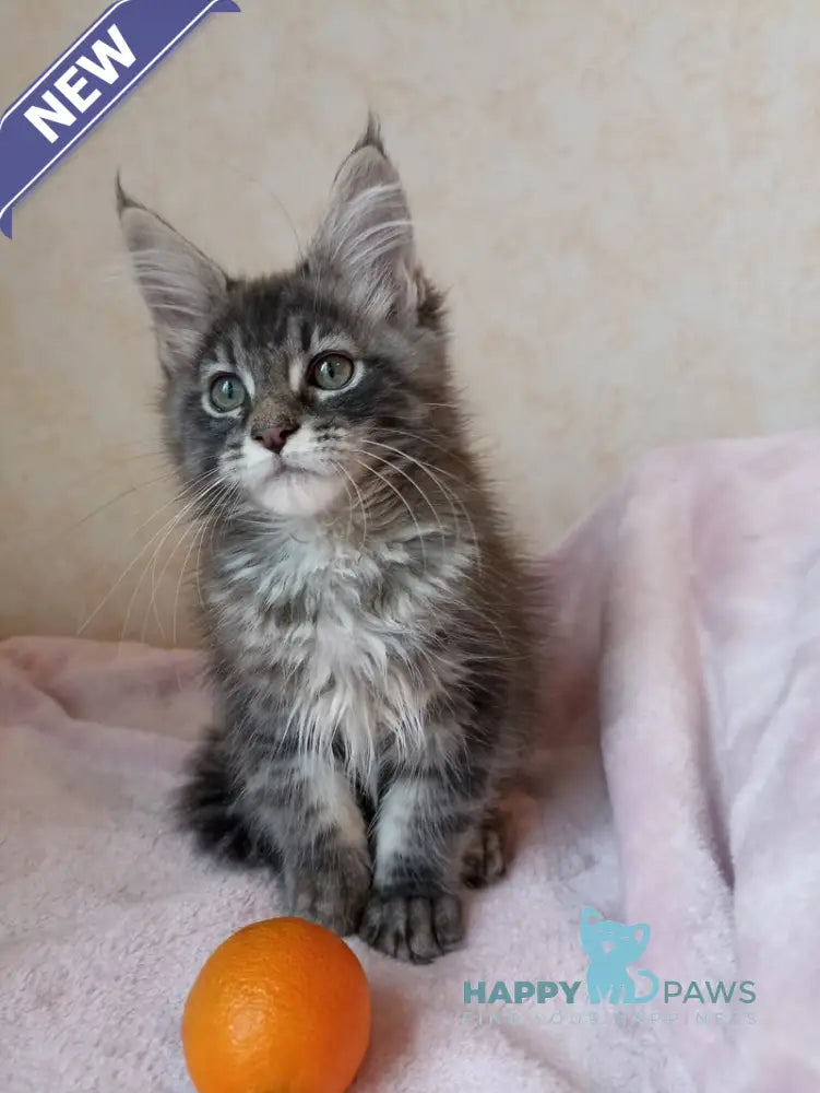 Zenith Maine Coon male blue silver tabby live animals