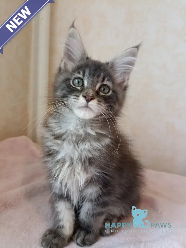 Zenith Maine Coon male blue silver tabby live animals