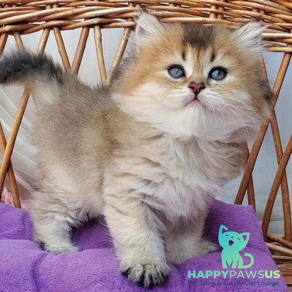 Zephir British Longhair male black golden ticked tabby - live animals