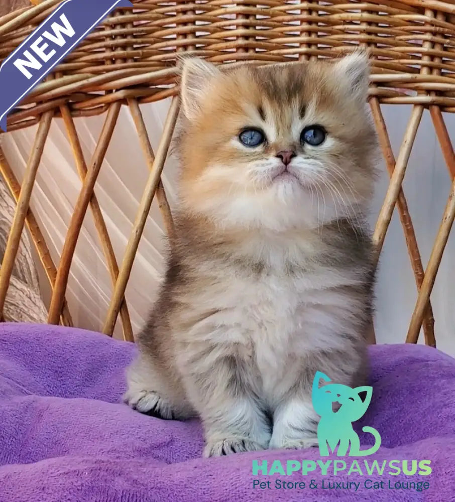 Zephir British Longhair male black golden ticked tabby - live animals